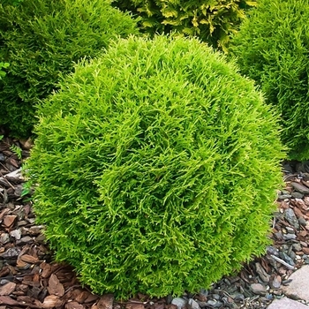 Thuja occidentalis 'Little Giant' 