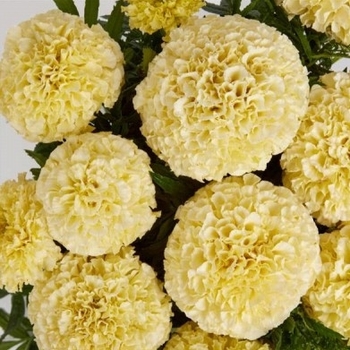 Tagetes erecta 'Lanna Lace'