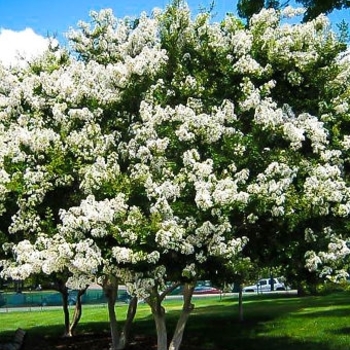 Lagerstroemia indica x fauriei 'Acoma' 
