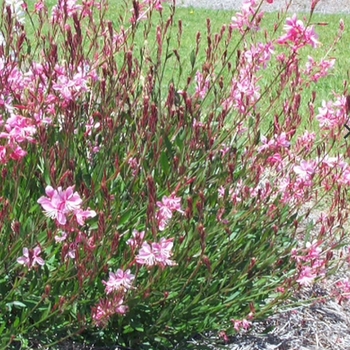 Gaura lindheimeri 'Siskiyou Pink' 