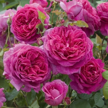 Rosa 'Young Lycidas' 