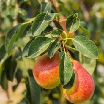 Pyrus communis 'Summercrisp' 