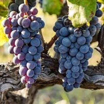 Vitis 'Jupiter' 