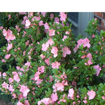 Rhododendron Robin Hill Hybrid 'Watchet' 