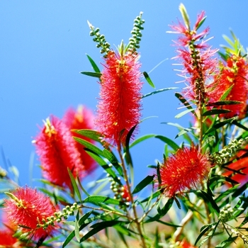 Callistemon citrinus