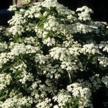 Viburnum dentatum 'KLMseventeen' USPP20006P3