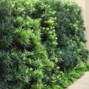 Podocarpus macrophyllus 'Meta' 