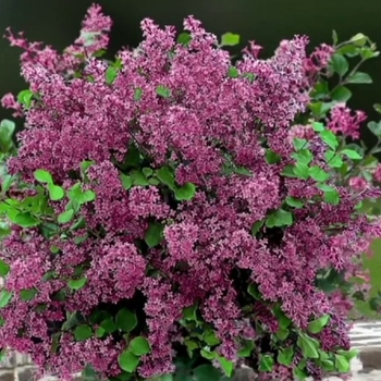 Syringa 'Red Pixie' 