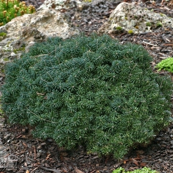 Abies koreana 'Cis' 
