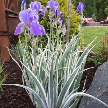 Iris pallida 'Albo variegata' 