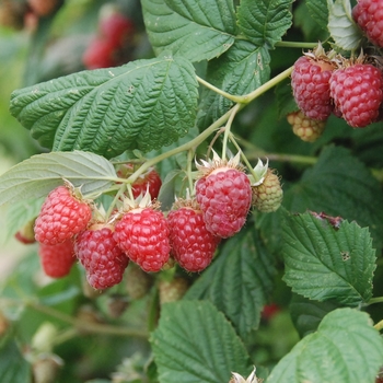 Rubus idaeus 'Canby Red' 