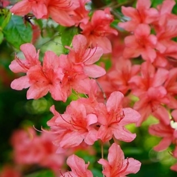 Rhododendron Satsuki hybrid 'Flame Creeper' 