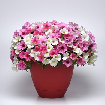 Combination Planter 'Hotter than You' 21108082