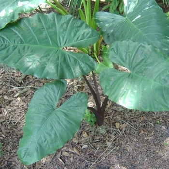 Alocasia plumbae 'Metallica' 