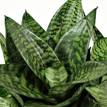 Sansevieria trifasciata 'Hahnii' 