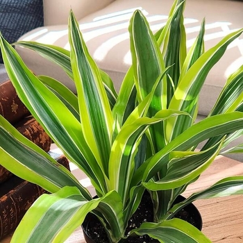 Dracaena warneckii 'Goldstar' 