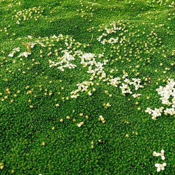 Sagina subulata 'Multiple Varieties' 