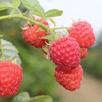 Rubus idaeus 'Encore' PP11746