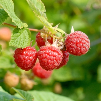 Rubus idaeus 'Nova' 