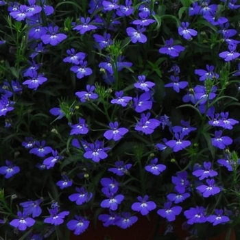 Lobelia erinus