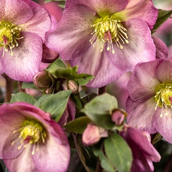 Helleborus x glandorfensis 'Ice 'n Roses Pink Promise' 