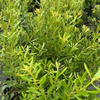 Myrica cerifera 'Don's Dwarf' 