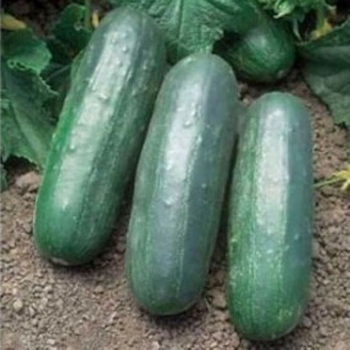 Cucumis sativus 'Eureka' 