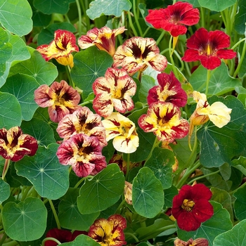 Tropaeolum minus 'Bloody Mary' 
