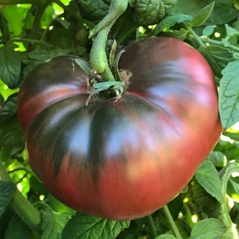 Solanum lycopersicon 'Cherokee Purple' PP20423