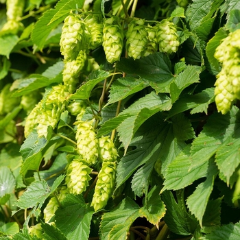 Humulus lupulus