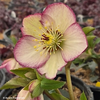 Helleborus x glandorfensis 'COSEH 5400' PP33584