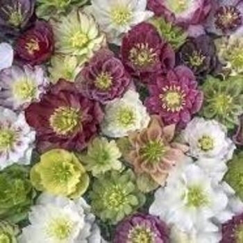 Helleborus 'Southern Belle Doubles' 