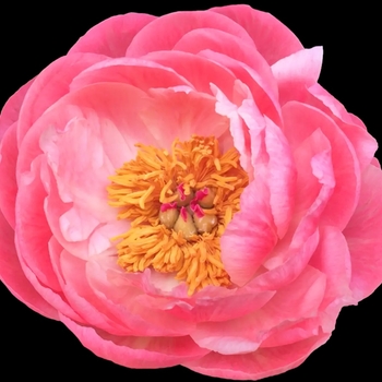 Paeonia lactiflora 'Karl Rosenfeld' 