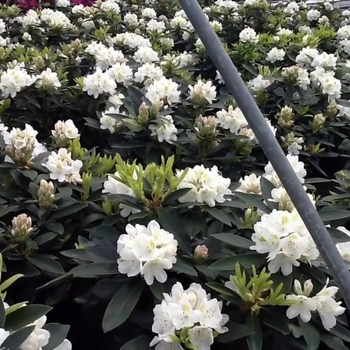 Rhododendron 'Chionoides' 