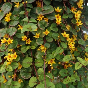 Lysimachia 'Sunburst' PP19633P2
