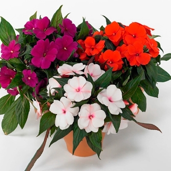 Impatiens 'Magnum Clear White' 