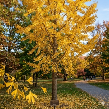 Ginkgo biloba 'Saratoga' 