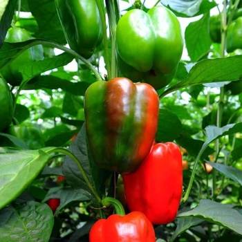 Capsicum annuum 'California Wonder' 