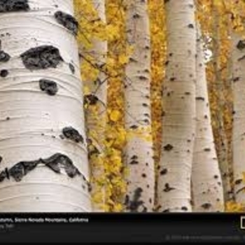 Populus tremuloides 'NE Arb' PP18,353