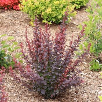 Berberis thunbergii 'Sunjoy Plum Pillar&trade;' (330816)