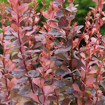 Berberis thunbergii 'JBN 17-001' PP36589