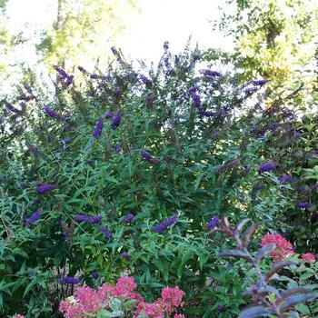 Buddleia 'Darkest Night&reg;' (330819)