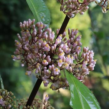 Callicarpa 'Bubble Up&reg;' (330821)