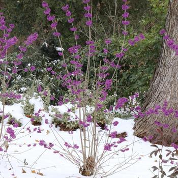 Callicarpa 'Bubble Up&reg;' (330822)