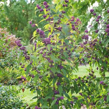 Callicarpa 'Bubble Up&reg;' (330823)