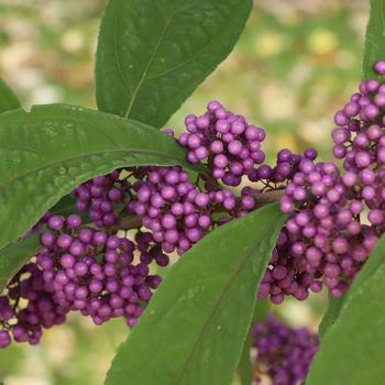 Callicarpa 'Bubble Up&reg;' 
