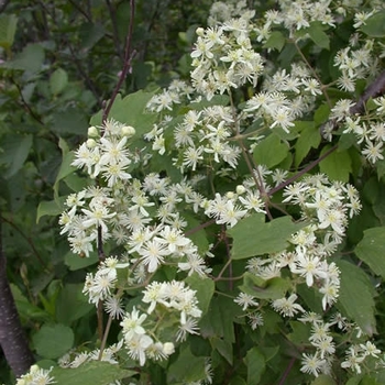 Clematis virginiana