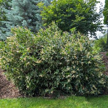 Clethra alnifolia 'Ripple Effect&trade;' (330826)