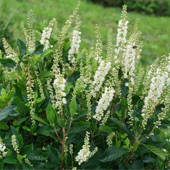 Clethra alnifolia 'Ripple Effect&trade;' 