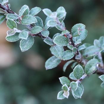 Cotoneaster buxifolia 'Silverstone&trade;' (330828)